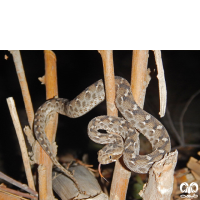 گونه مار جعفری Saw- scaled Viper